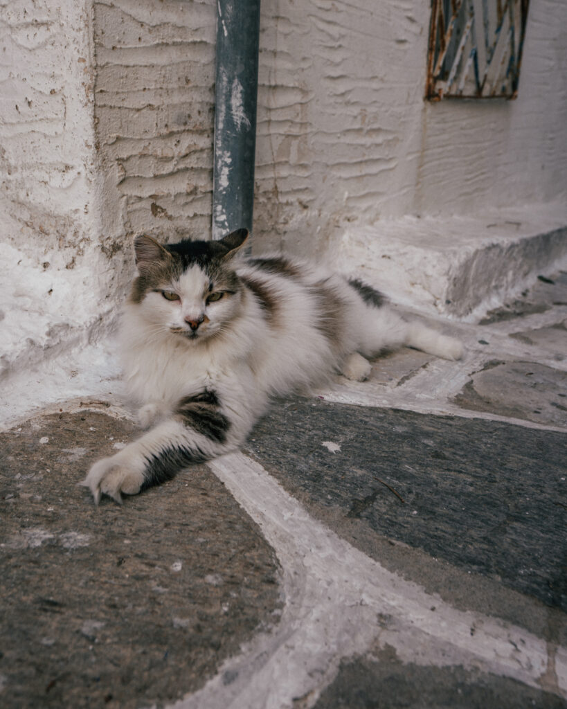 Paros Cat