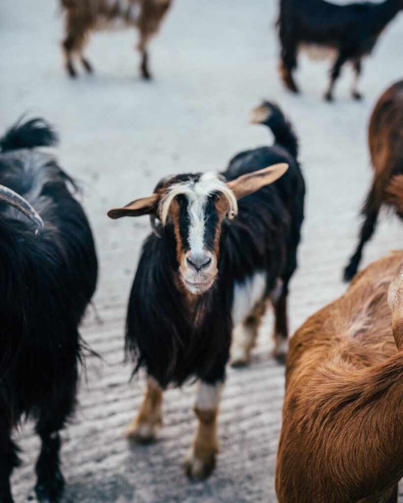Oman Goats