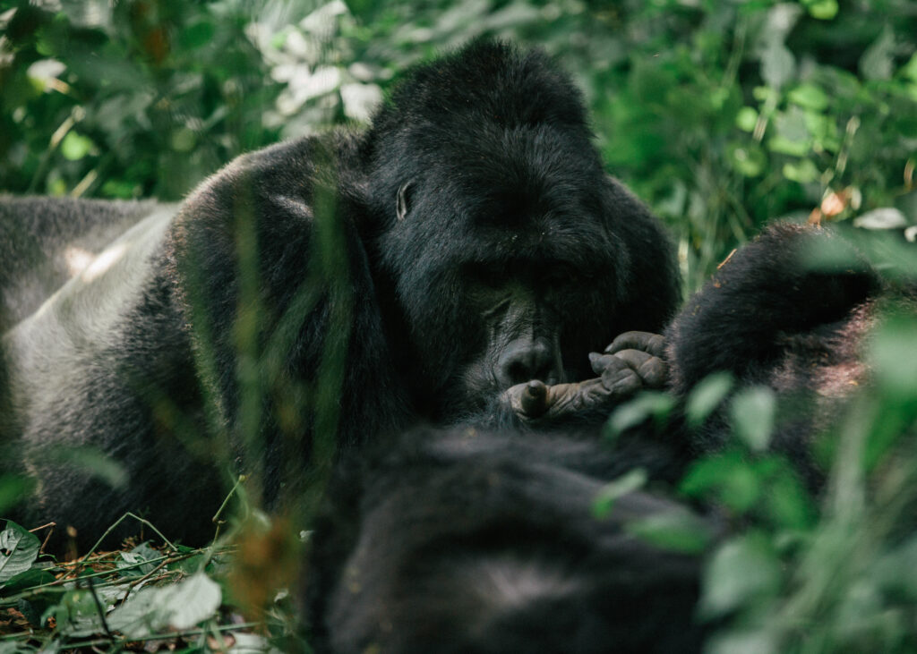 Silverback Gorilla Uganda