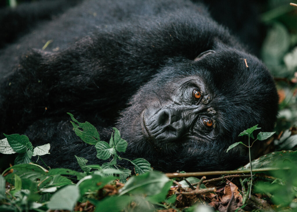 Mountain Gorilla Bwindi Impenetrable Rainforest, Uganda