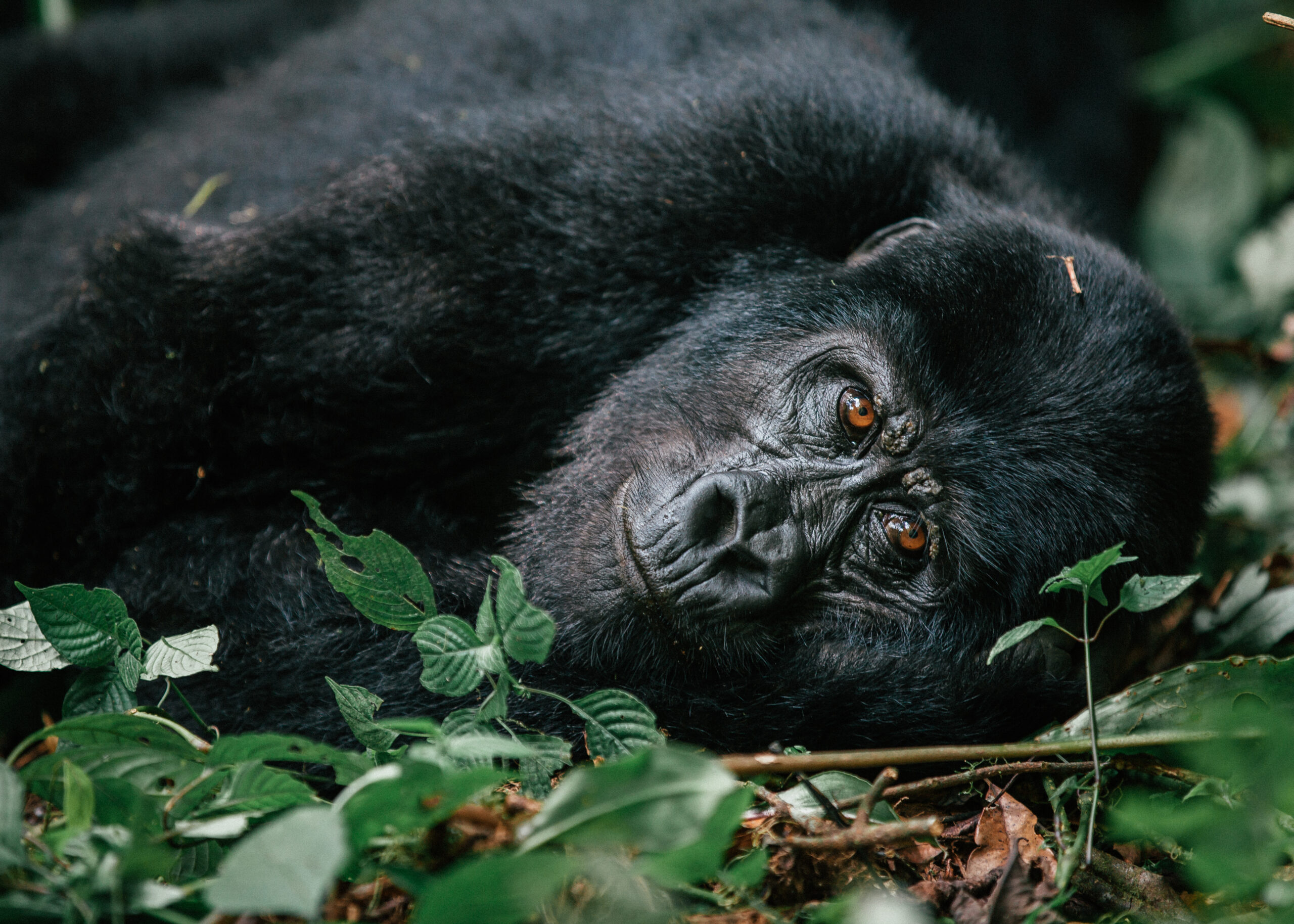 A guide to tracking the mountain gorillas in Uganda's Bwindi Impenetrable Rainforest including permits, lodges, the hike, guides and more.