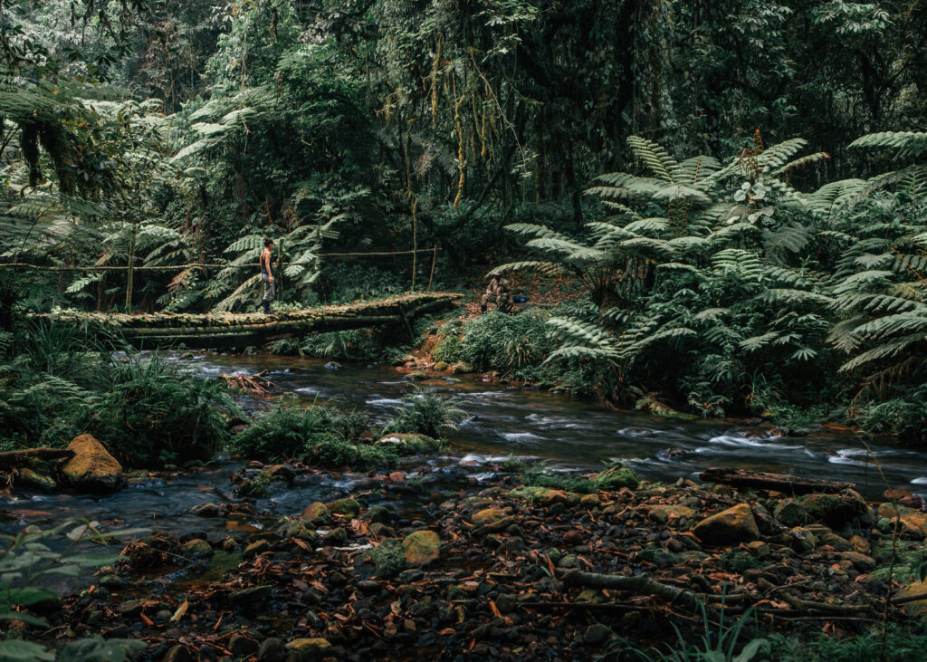 Nkuringo Rainforest Hike