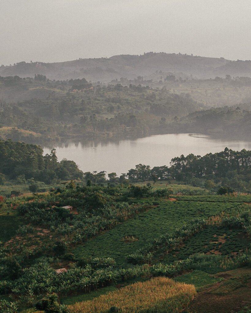 Tea Fields Uganda