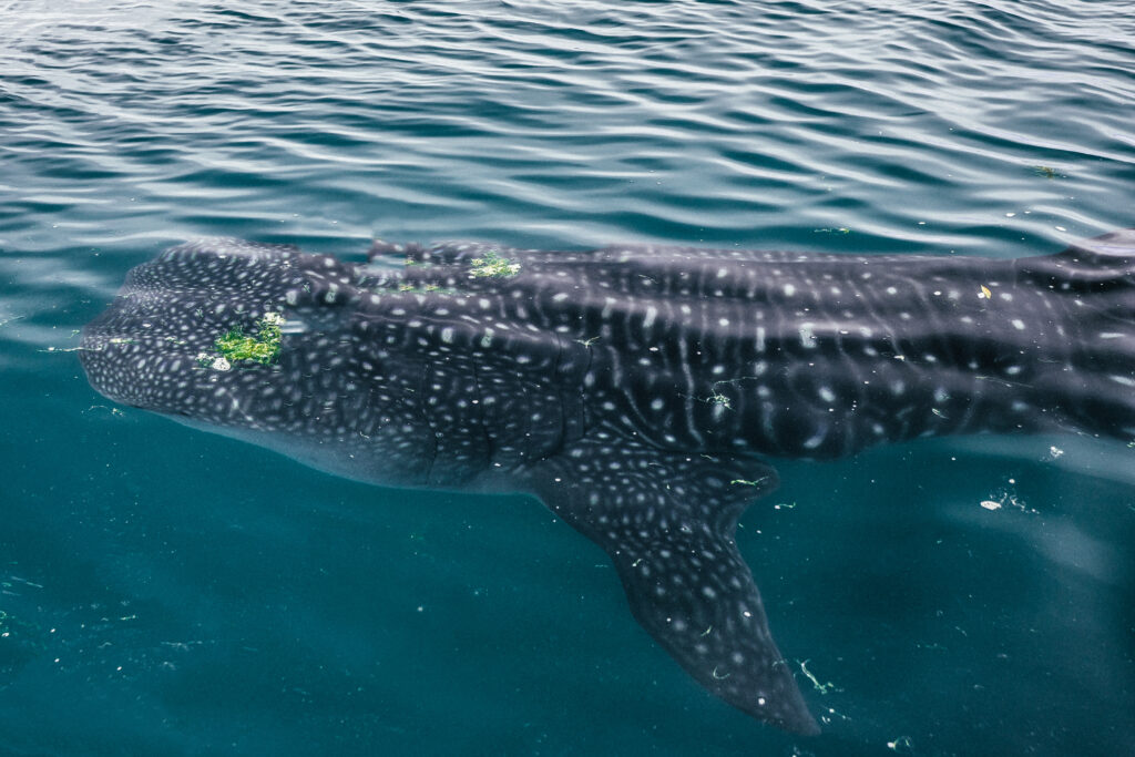 La Paz Whale Shark, Baja