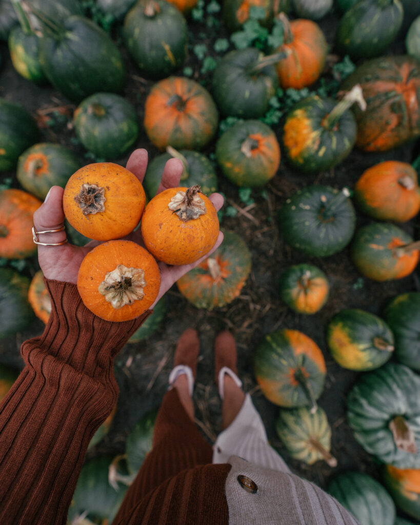 A complete guide to Halloween season in Half Moon Bay, California including the best pumpkin patches, hotels, restaurants and the Half Moon Bay Art + Pumpkin Festival. 