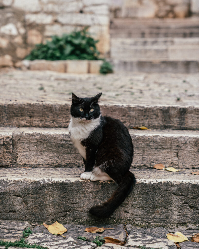 The ultimate travel guide to Rovinj, Croatia including the best places to visit, beaches, viewpoints, Istria day trips, hotels, cliff bars, restaurants and more.