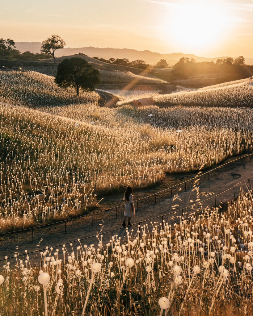 A complete travel guide to Paso Robles including the best places to visit, wineries, hotels, restaurants and Paso Robles photo locations.