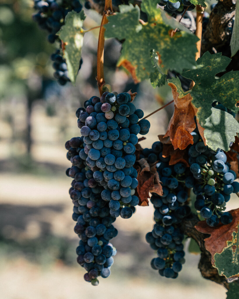 A complete guide to visiting Castillo di Amarossa, a Tuscan castle and winery in Napa Valley, California.